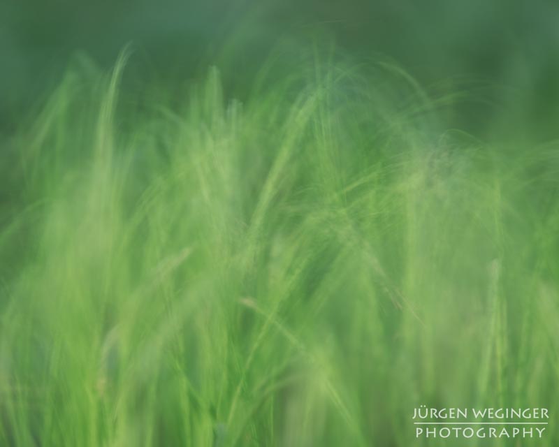 Schön, Mostviertel, Niederösterreich, Österreich, abstrakt, kunstvoll, Fotografie, Natur, Landschaft, Wald, Wälder, Frühling