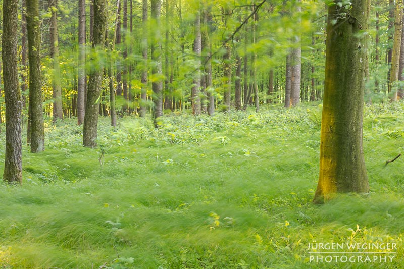 Schön, Mostviertel, Niederösterreich, Österreich, abstrakt, kunstvoll, Fotografie, Natur, Landschaft, Wald, Wälder, Frühling