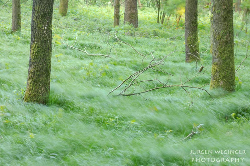 Schön, Mostviertel, Niederösterreich, Österreich, abstrakt, kunstvoll, Fotografie, Natur, Landschaft, Wald, Wälder, Frühling