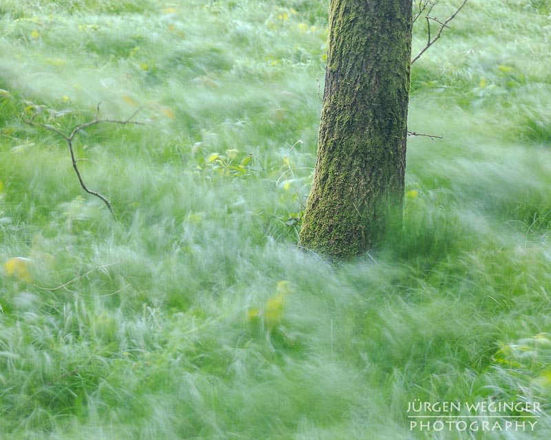 Schön, Mostviertel, Niederösterreich, Österreich, abstrakt, kunstvoll, Fotografie, Natur, Landschaft, Wald, Wälder, Frühling