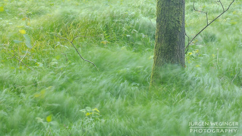 Schön, Mostviertel, Niederösterreich, Österreich, abstrakt, kunstvoll, Fotografie, Natur, Landschaft, Wald, Wälder, Frühling