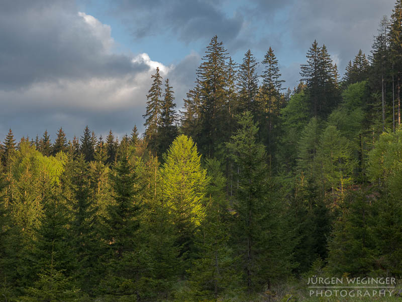 Fototour im Naturpark Mürzer Oberland | Wald im Morgenlicht fotografieren