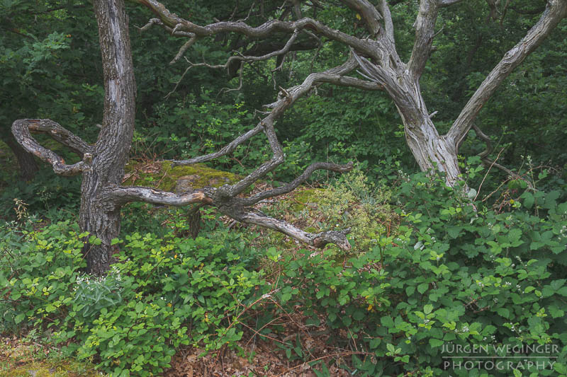 Meine 5 Tipps für die Waldfotografie