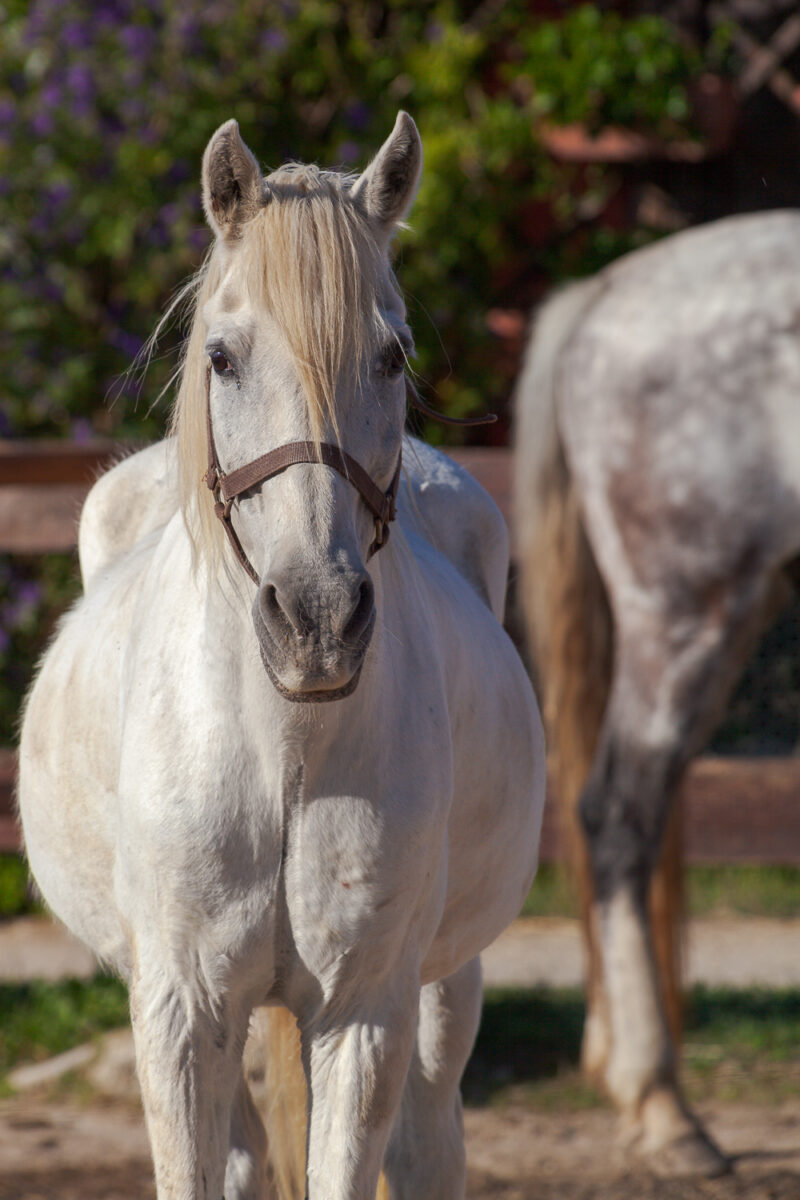 Die Pferde aus der Camargue, Frankreich