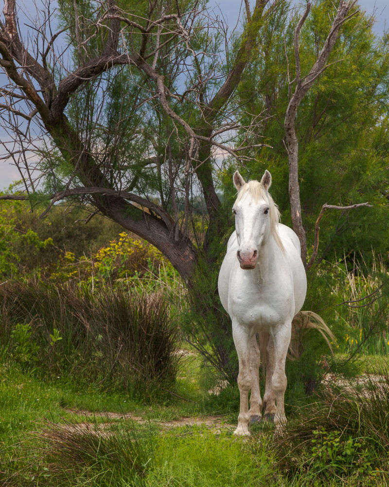 Die Pferde aus der Camargue, Frankreich