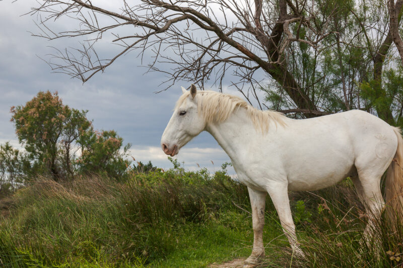 Die Pferde aus der Camargue, Frankreich