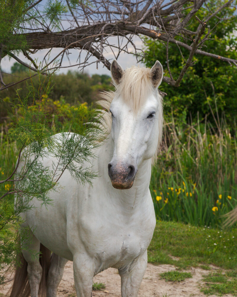 Die Pferde aus der Camargue, Frankreich