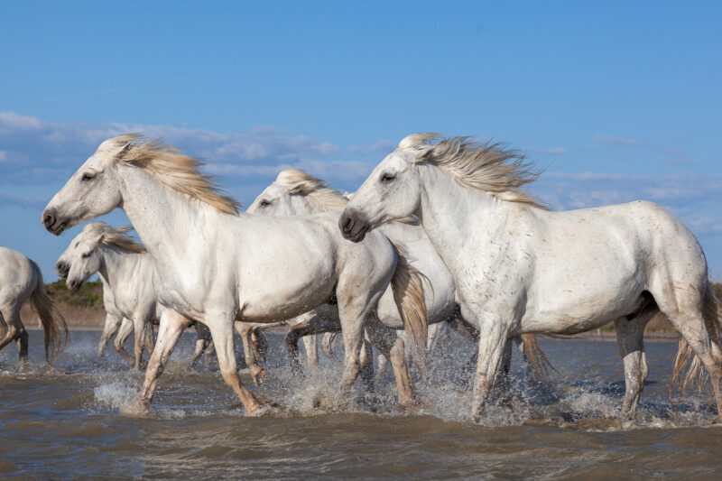 Die Pferde aus der Camargue, Frankreich