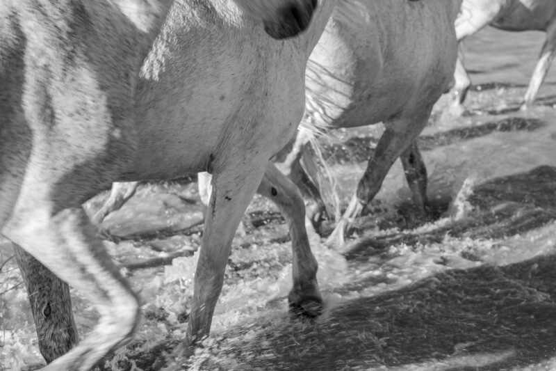 Die Pferde aus der Camargue, Frankreich