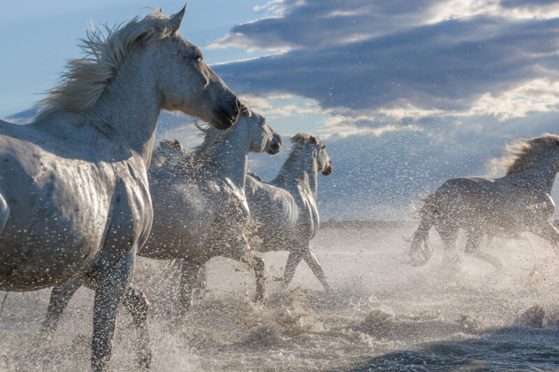 Die Pferde aus der Camargue, Frankreich