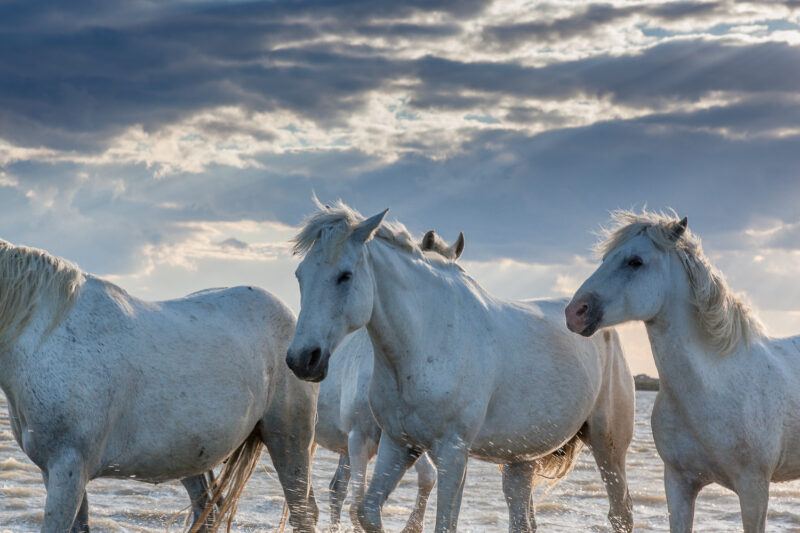 Die Pferde aus der Camargue, Frankreich