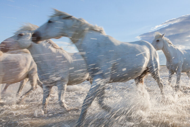 Die Pferde aus der Camargue, Frankreich