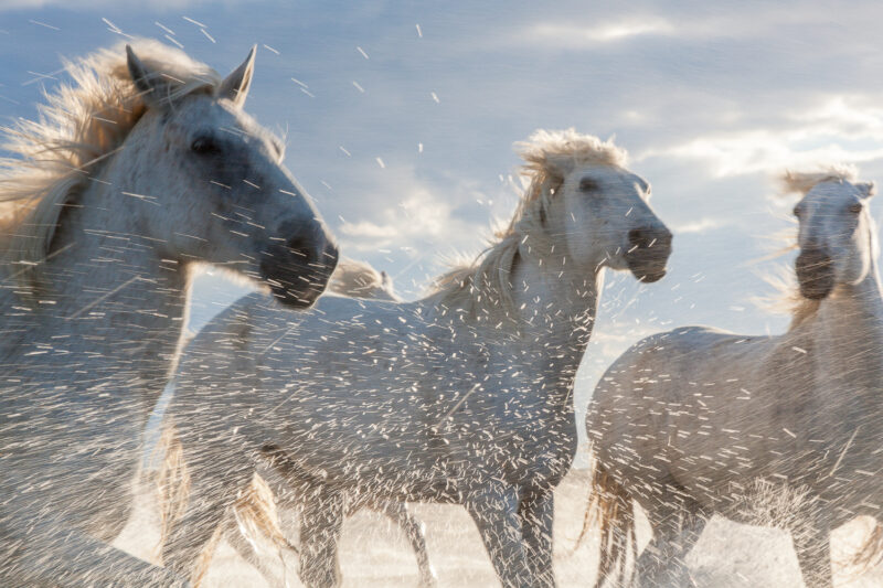 Die Pferde aus der Camargue, Frankreich