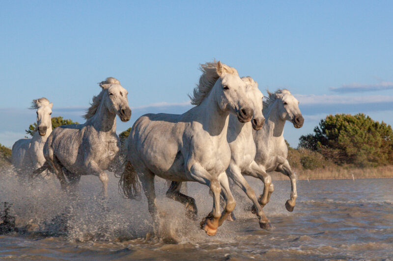 Die Pferde aus der Camargue, Frankreich