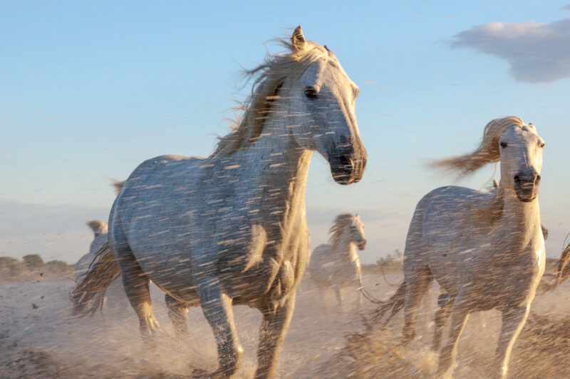 Die Pferde aus der Camargue, Frankreich