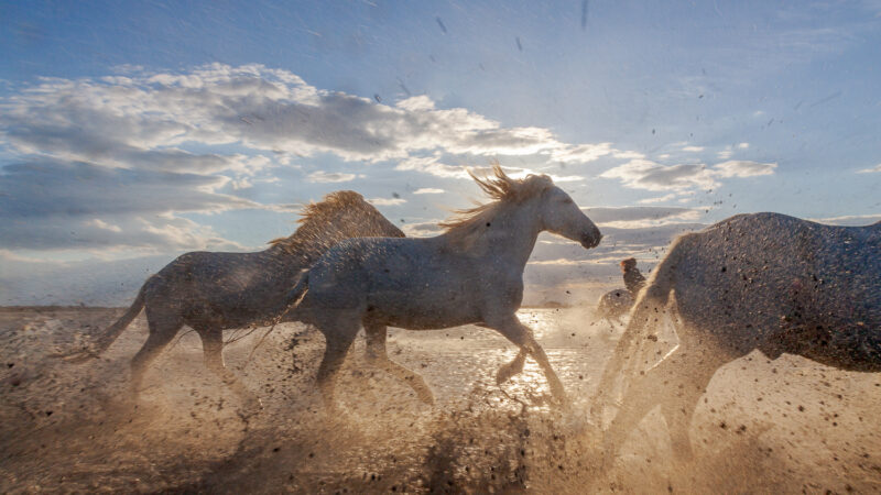 Die Pferde aus der Camargue, Frankreich