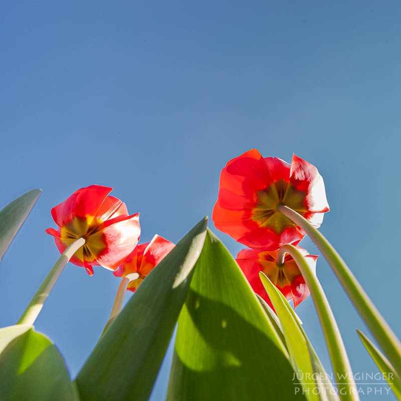 Perspektivenwechsel | Fotografiere knapp über dem Boden