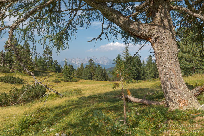 Hohentauern, Steiermark, österreich, Wälder, Waldgebiet, Naturschutzgebiet, edelrautehütte, scheibelseen, kleiner Scheibelsee, großer Scheibelsee, bäume, Riesenbäume, alte bäume, naurfotografie, Landschaftsfotografie