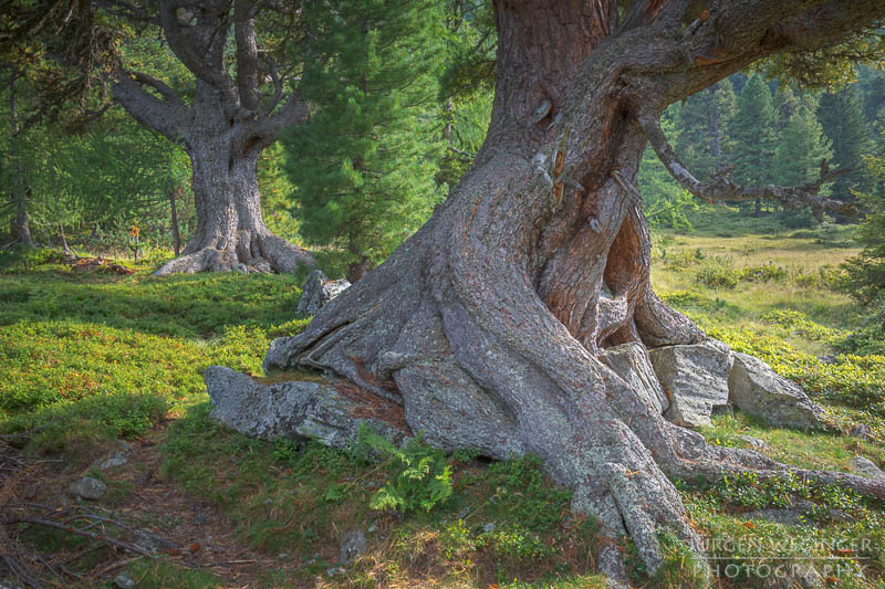 Uralte Bäume bei strahlenden Sonnenschein fotografieren | Die Baumriesen von Hohentauern