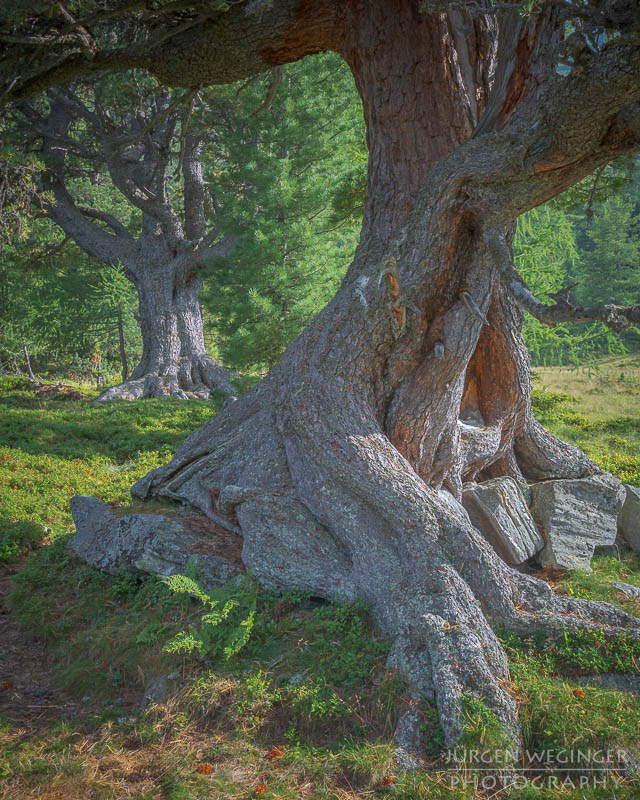 Hohentauern, Steiermark, österreich, Wälder, Waldgebiet, Naturschutzgebiet, edelrautehütte, scheibelseen, kleiner Scheibelsee, großer Scheibelsee, bäume, Riesenbäume, alte bäume, naurfotografie, Landschaftsfotografie