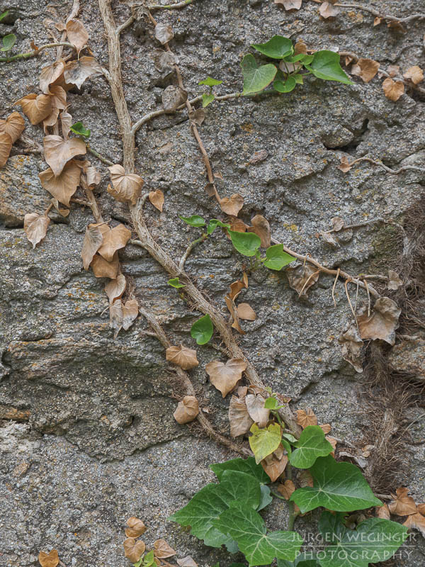 österreich, europa, Sommer, Natur, Naturlandschaften, Landschaften, reise, Impressionen, Dürnstein, Wachau, Niederösterreich, melk, Krems an der Donau, Wälder, waldlandschaft, Waldgebiet, bäume, Ruine, Burgruine, abstrakt, Detailaufnahme