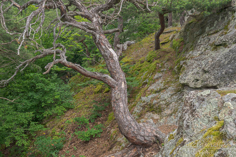 österreich, europa, Sommer, Natur, Naturlandschaften, Landschaften, reise, Impressionen, Dürnstein, Wachau, Niederösterreich, melk, Krems an der Donau, Wälder, waldlandschaft, Waldgebiet, bäume