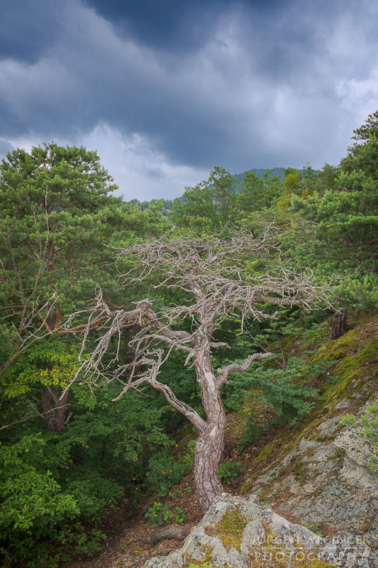 österreich, europa, Sommer, Natur, Naturlandschaften, Landschaften, reise, Impressionen, Dürnstein, Wachau, Niederösterreich, melk, Krems an der Donau, Wälder, waldlandschaft, Waldgebiet, bäume