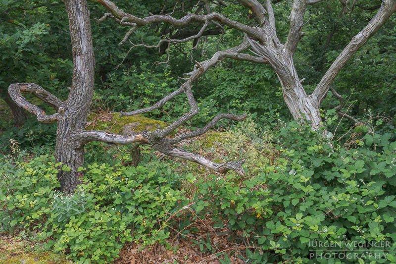 österreich, europa, Sommer, Natur, Naturlandschaften, Landschaften, reise, Impressionen, Dürnstein, Wachau, Niederösterreich, melk, Krems an der Donau, Wälder, waldlandschaft, Waldgebiet, bäume