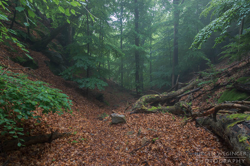 österreich, europa, Sommer, Natur, Naturlandschaften, Landschaften, reise, Impressionen, Dürnstein, Wachau, Niederösterreich, melk, Krems an der Donau, Wälder, waldlandschaft, Waldgebiet, bäume