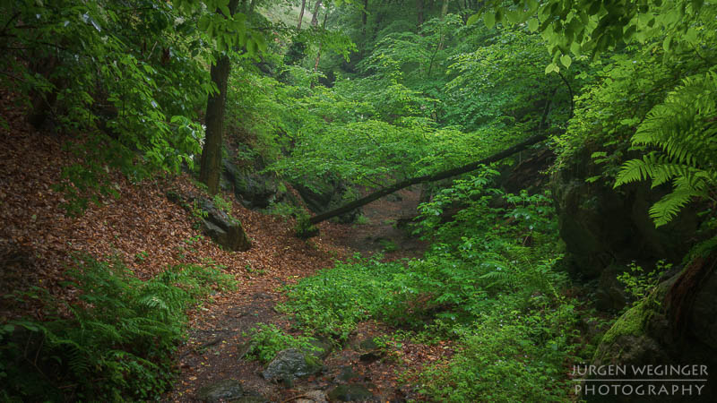 österreich, europa, Sommer, Natur, Naturlandschaften, Landschaften, reise, Impressionen, Dürnstein, Wachau, Niederösterreich, melk, Krems an der Donau, Wälder, waldlandschaft, Waldgebiet, bäume