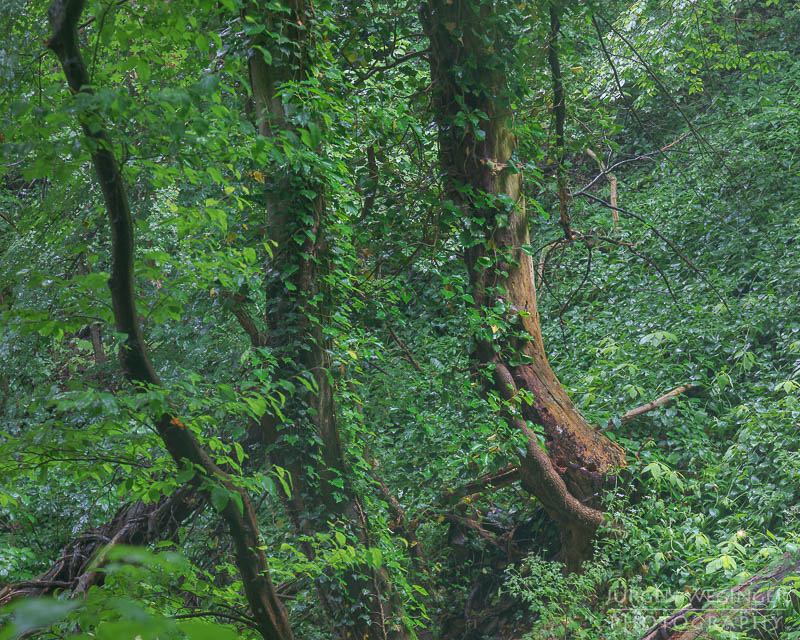 österreich, europa, Sommer, Natur, Naturlandschaften, Landschaften, reise, Impressionen, Dürnstein, Wachau, Niederösterreich, melk, Krems an der Donau, Wälder, waldlandschaft, Waldgebiet, bäume