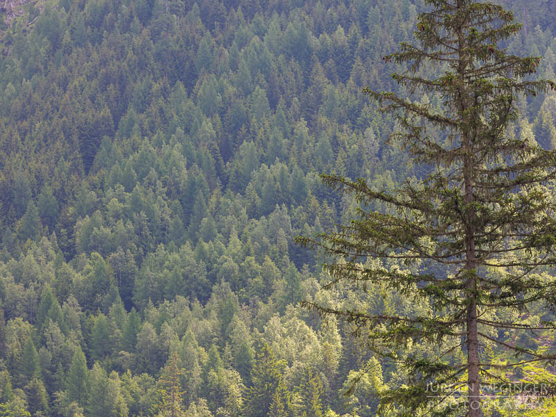 österreich, europa, Sommer, Natur, Naturlandschaften, Landschaften, reise, Impressionen, Naturpark sölktäler, Steiermark, Naturschutzgebiet, sölk, Erholungsgebiet, waldlandschaft, Wälder, baum, bäume