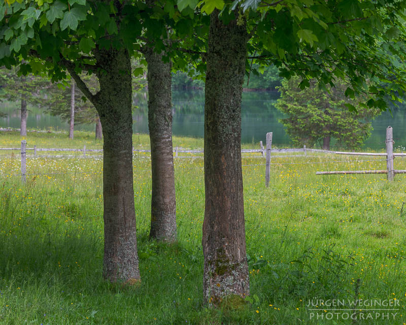 österreich, europa, Sommer, Natur, Naturlandschaften, Landschaften, reise, Impressionen, Naturpark sölktäler, Steiermark, Naturschutzgebiet, sölk, Erholungsgebiet, bäume, See, schwarzensee