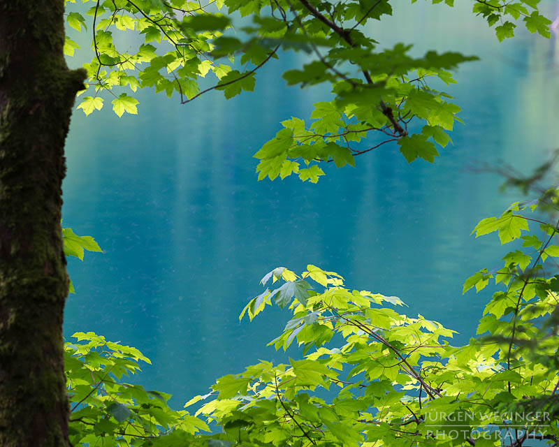 österreich, europa, Sommer, Natur, Naturlandschaften, Landschaften, reise, Impressionen, Naturpark sölktäler, Steiermark, Naturschutzgebiet, sölk, Erholungsgebiet, See, schwarzensee, Blätter, vegetation, portrait, grün