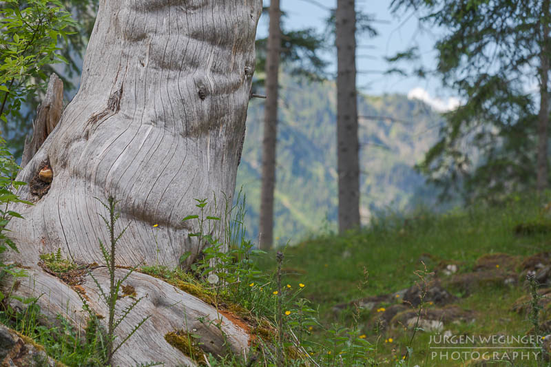 österreich, europa, Sommer, Natur, Naturlandschaften, Landschaften, reise, Impressionen, Naturpark sölktäler, Steiermark, Naturschutzgebiet, sölk, Erholungsgebiet, Baumstamm, waldlandschaft