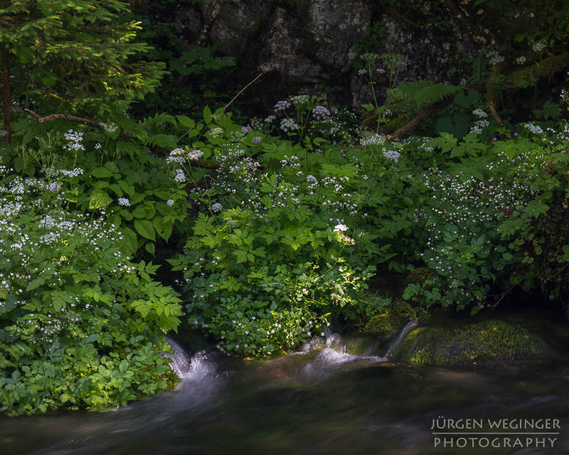 österreich, europa, Sommer, Natur, Naturlandschaften, Landschaften, reise, Impressionen, Gewässer, Spiegelung, abstrakt, bluntautal, salzburg, golling, hallein, flusslandschaft, fluss, waldlandschaft