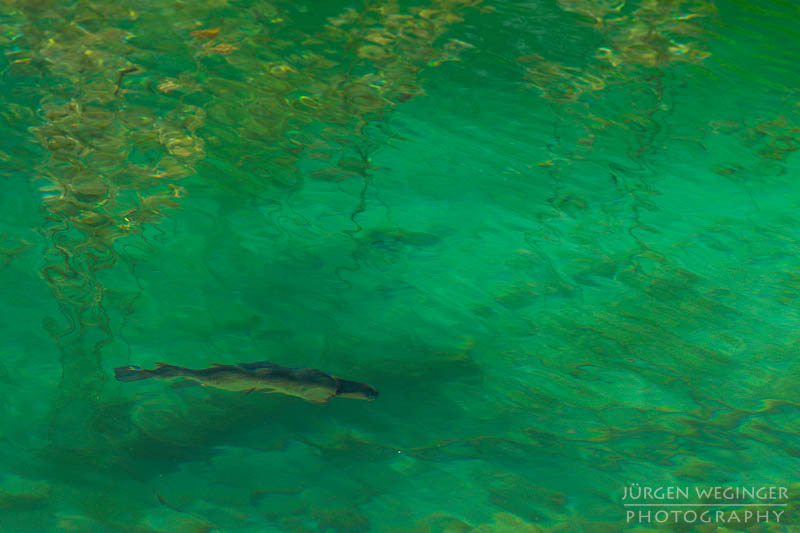 österreich, europa, Sommer, Natur, Naturlandschaften, Landschaften, reise, Impressionen, Gewässer, Spiegelung, abstrakt, bluntautal, salzburg, golling, hallein, baum, ast, muster, fisch, Tiere