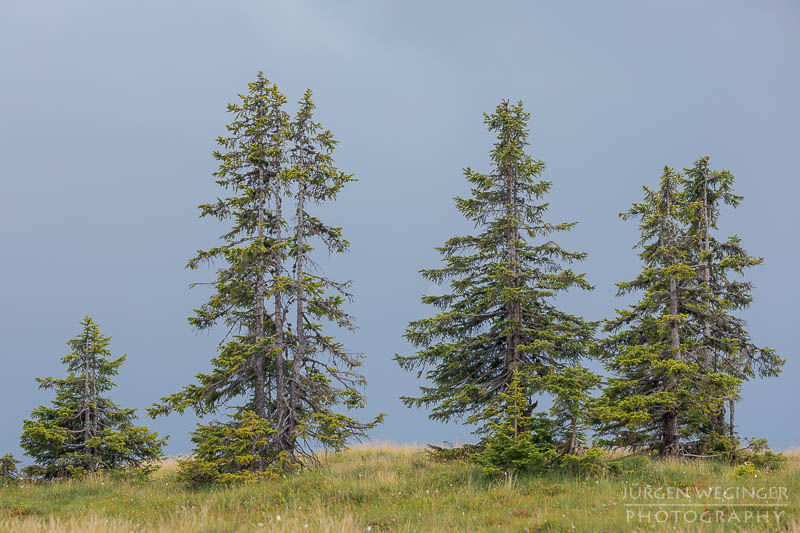 österreich, europa, Sommer, Natur, Naturlandschaften, Landschaften, reise, Impressionen, Rossbrand, salzburg, bäume, berge, Berglandschaft