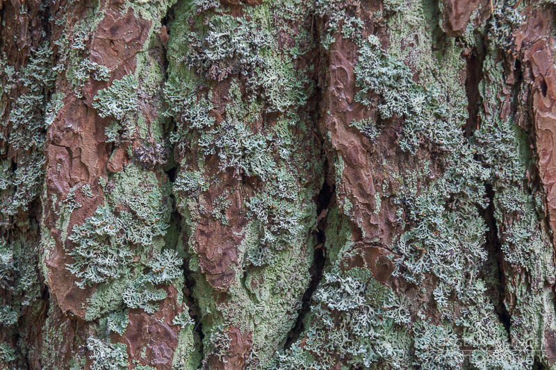 österreich, europa, Sommer, Natur, Naturlandschaften, Landschaften, reise, Impressionen, Baumrinde, Detailaufnahme, baum, Waldgebiet, Wälder, Waldviertel, Naturpark Nordwald, Niederösterreich