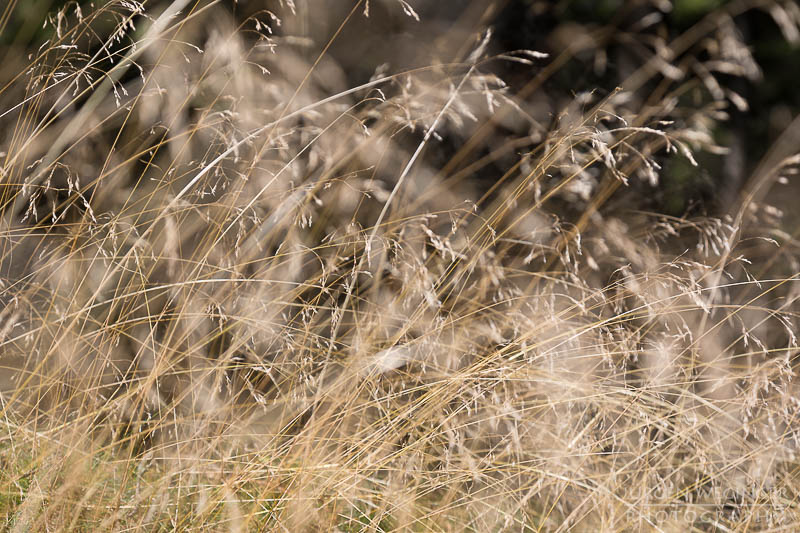 österreich, europa, Sommer, Natur, Naturlandschaften, Landschaften, reise, Impressionen, gras, Gräser, Gegenlicht, Waldgebiet, Wälder, Waldviertel, Naturpark Nordwald, Niederösterreich