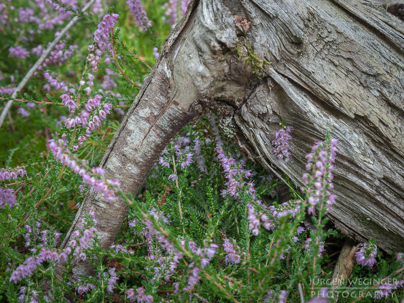 österreich, europa, Sommer, Natur, Naturlandschaften, Landschaften, reise, Impressionen, Baumstamm, Waldviertel, Naturpark Nordwald, Blumen, vegetation, Nahaufnahme, Waldgebiet, Wälder