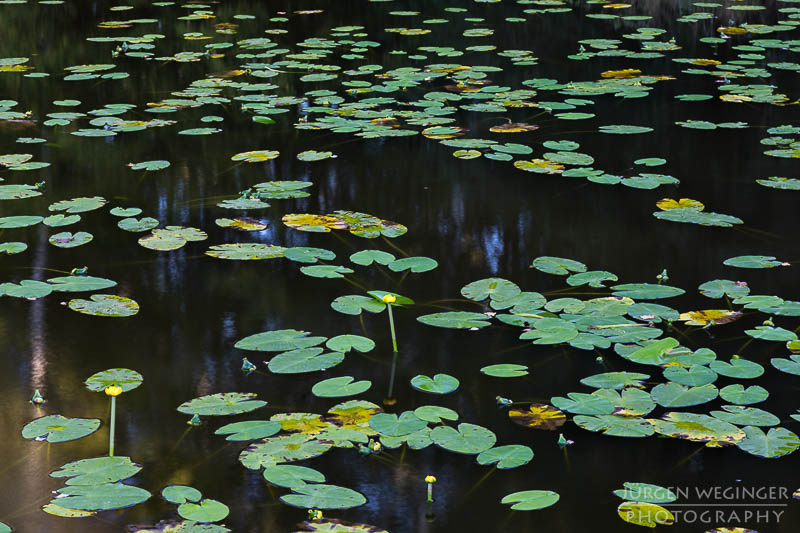 österreich, europa, Sommer, Natur, Naturlandschaften, Landschaften, reise, Impressionen, Seerosen, abstrakt, muster, Teich, Wasser, Gewässer