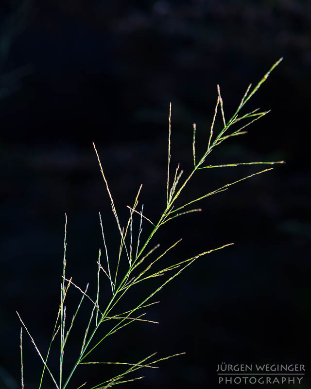 österreich, europa, Sommer, Natur, Naturlandschaften, Landschaften, reise, Impressionen, Niederösterreich, Mostviertel, Mehlberg, Blindenmarkt, Wälder, waldlandschaft, Waldgebiet, bäume, abstrakt, portrait, vegetation, gras, Gräser, Detailaufnahme