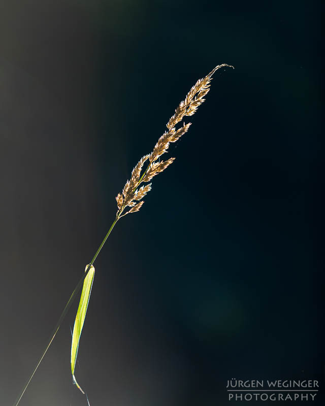 österreich, europa, Sommer, Natur, Naturlandschaften, Landschaften, reise, Impressionen, Niederösterreich, Mostviertel, Mehlberg, Blindenmarkt, Wälder, waldlandschaft, Waldgebiet, bäume, abstrakt, portrait, vegetation, gras, Gräser, Detailaufnahme