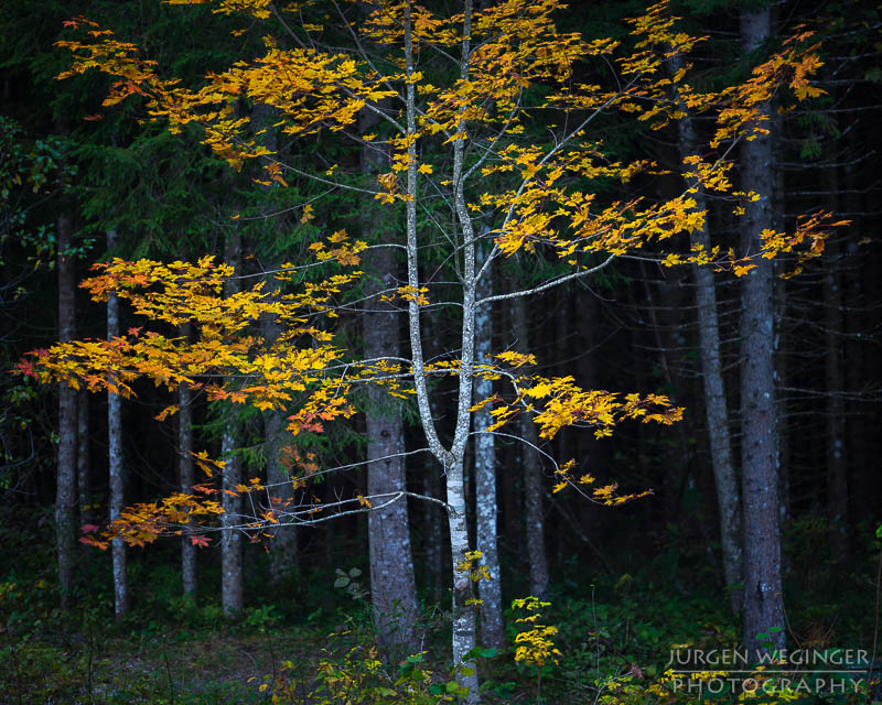 herbst, herbstlaub, herbstfarben, herbstliche idylle, naturerlebnis, natur im herbst, natur, landschaft, naturlandschaft, herbstlandschaft, Nationalpark Gesäuse, waldebiet, waldlandschaft, wälder, steiermark, österreich