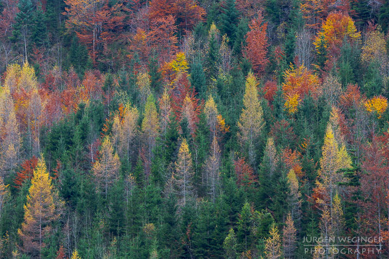 herbst, herbstlaub, herbstfarben, herbstliche idylle, naturerlebnis, natur im herbst, natur, landschaft, naturlandschaft, herbstlandschaft, gosau, Oberösterreich, österreich, waldlandschaft, waldebiet, wälder, muster, abstrakt