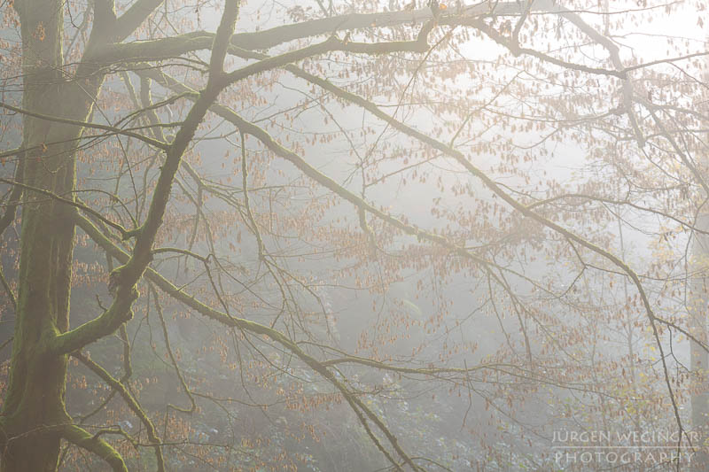 herbst, herbstlaub, herbstfarben, herbstliche idylle, naturerlebnis, natur im herbst, natur, landschaft, naturlandschaft, herbstlandschaft, stillensteinklamm, baum, wälder, waldgebiet, waldlandschaft, niederösterreich, österreich