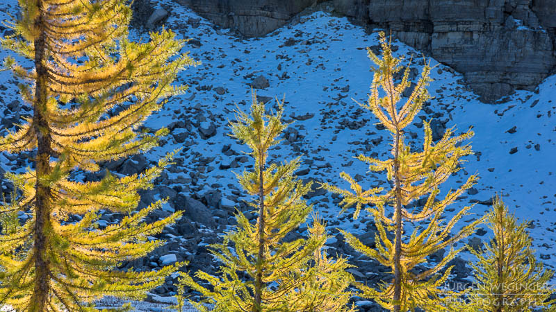 herbst, herbstlaub, herbstfarben, herbstliche idylle, naturerlebnis, natur im herbst, natur, landschaft, naturlandschaft, herbstlandschaft, east kootenay, Rocky Mountains, gelb, Lärche, british columbia, kanada