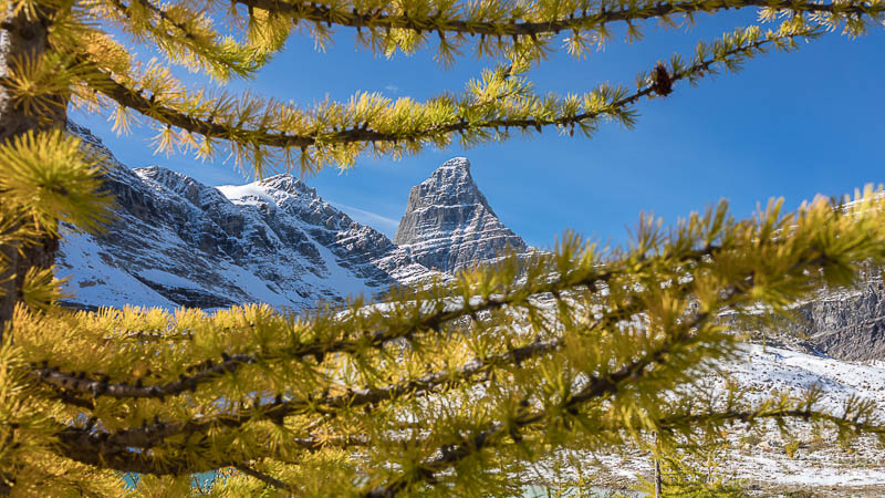 herbst, herbstlaub, herbstfarben, herbstliche idylle, naturerlebnis, natur im herbst, natur, landschaft, naturlandschaft, herbstlandschaft, east kootenay, Rocky Mountains, gelb, Lärche, british columbia, kanada