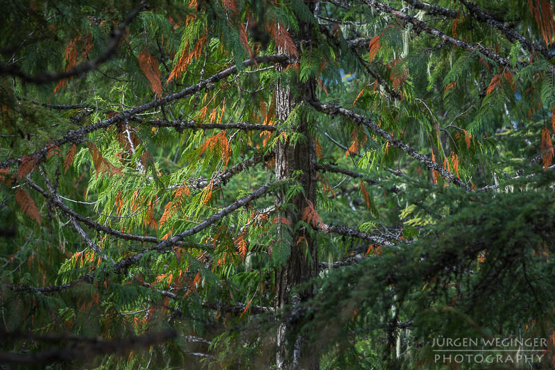 herbst, herbstlaub, herbstfarben, herbstliche idylle, naturerlebnis, natur im herbst, natur, landschaft, naturlandschaft, herbstlandschaft, kanada, british columbia, mount Revelstoke nationalpark